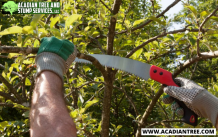 Tree Removal Mandeville | Acadian Tree and Stump Removal Service