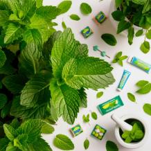 Mint products wholesale dealers in India