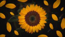 Sunflower seed is a small seed that grows in the soil. It is a common food item in many parts of the world.