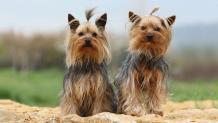 Yorkshire Terrier Puppies for Sale NYC | Central Park Puppies