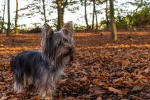 Yorkshire Terrier - Facts & Information | mywagntails