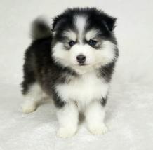 Pomsky for sale-Yvette - Pets Shopping Online Pomsky for sale-Yvette