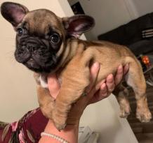 Miniature blue french bulldog for sale