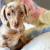 Mini Dachshund for sale | Buy Mini Dachshund for sale in usa