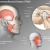 TMJ disorder specialist