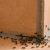 Ants Pest Control Singapore