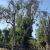 Antonio Tree Services, Tree service near me Diamond Bar CA