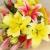 Send Flowers to Chennai | Flower Delivery in Chennai by Online Florist | MyFlowerTree