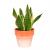 Sansevieria Plants