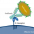 Therapeutic Fc Characterization