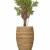 Indoor Plant Supplier in Dubai | Indoor plant installation