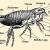 What Do Fleas Look Like : Parts, Eggs, Prevention, How to treat