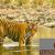 Take Your Rajasthan Wildlife Tours with Go Rajasthan Travel