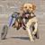 How Works And Use A Dog Wheelchair