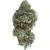 Platinum Blackberry Strain – Hybrid (AAA)- Shop Now