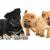 HOME - Diamond puppies for sale