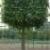 Organic fruit tree nursery in UK- Greenhills Nursery