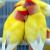 Agapornis Roseicollis, un ave alegre y muy sociable para ti - Aves Exóticas