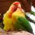 11 buenas razones para elegir un agapornis como mascota Articulo: 869-69