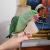 HOME - samantha parrotstore