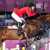 All Equestrian Disciplines and Quotas Are Confirmed by IOC for Paris 2024 - Rugby World Cup Tickets | Olympics Tickets | British Open Tickets | Ryder Cup Tickets | Women Football World Cup Tickets