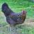 Ameraucana Chicken : Care Guide about these fantastic chickens