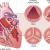 Aortic Stenosis : Symptoms | Cardiologist Dr. Raghu