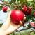 Some Top Facts about Apples - Food Stuff Mall