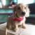 Miniature Dachshund Puppies for Sale at Best Prices | Buy now