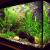 10 Best Freshwater Aquarium Fish For Your Home