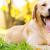 Are Labradors Dangerous? - Love Lab World