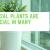 Artificial Plants Are Beneficial in Many Ways &#8211; Artificial Plants Expert
