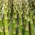 How To Grow And Care For Asparagus Plant?- A Complete Guide