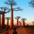 Avenue of Baobab