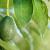 Avocado fruit - Potential Health Benefits of - World e Newz