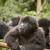 Best Gorilla Trekking Uganda