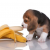 can dog eats banana | could dogs eat bananas - petsfoodnutrition.com