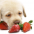 can dog eats strawberries | should dogs eat strawberries - petsfoodnutrition