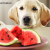 Can Dog Eats Watermelon | petsfoodnutrition.com