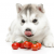 Can Dog Eats Tomatoes | Can Dogs Eat Tomato Sauce | petsfoodnutrition