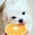 Can Dog Eats Oranges | Can Dogs Have Orange Juice | petsfoodnutrition