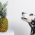 Can Dog Eats Pineapple | petsfoodnutrition.com