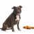 Can Dog Eats Almonds | Can Dogs Eat Almond Milk | petsfoodnutrition