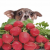 Can Dog Eats Radish | Are Radishes Good for Dogs | Petsfoodnutrition