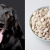 Can Dog Eats Lima Beans - Are Lima Beans Bad For Dogs?