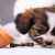 Can Dog Eats Egg White - My Dog Ate a Raw Egg | PetsFoodNutrition
