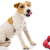 Can Dog Eats Lychee - Is Lychee Ok for Dogs | PetsFoodNutrition.com