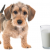 Can Dog Eats Milk - Is Milk Good for Dogs | PetsFoodNutrition.com