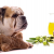 Can Dog Eats Olive Oil - Is It Good for Them? | Petsfoodnutrition.com