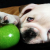 Can Dog Eats Green Apples - Are Apples Safe For Dogs | petsfoodnutrition